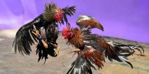 Kinh Nghiệm Chơi Đá Gà Cựa Dao Thắng Lớn Từ Chuyên Gia 3 Kinh Nghiệm Chơi Đá Gà Cựa Dao Thắng Lớn Từ Chuyên Gia