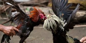 Đá gà thomo - Sân chơi kịch tính đa dạng tại nhà cái 69VN 1 Đá gà thomo - Sân chơi kịch tính đa dạng tại nhà cái 69VN